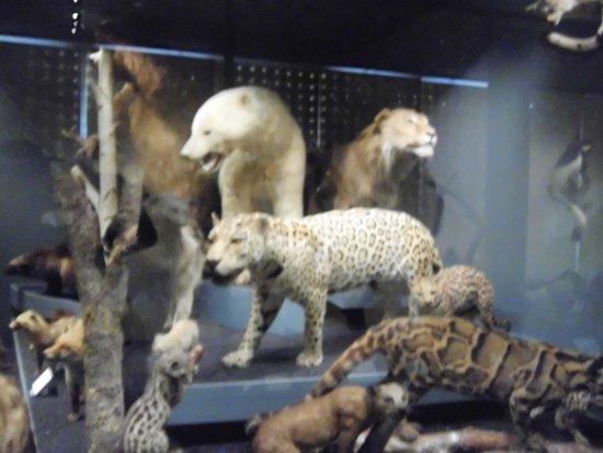 Musée d'histoire Naturelle